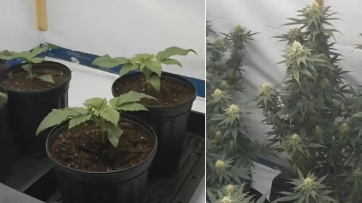 El espectacular timelapse que muestra el ciclo de vida de la planta de marihuana
