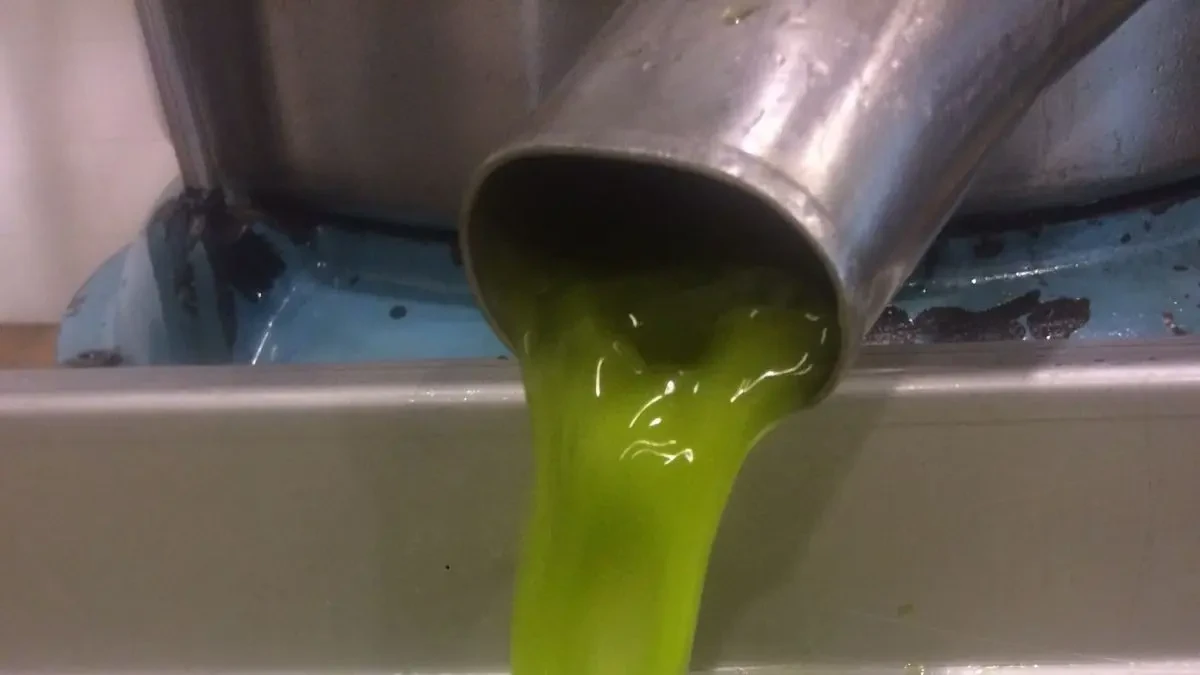 Aprobadas las cuotas para poder calificar aceite virgen extra bajo el paraguas de la IGP Aceite de Jaén