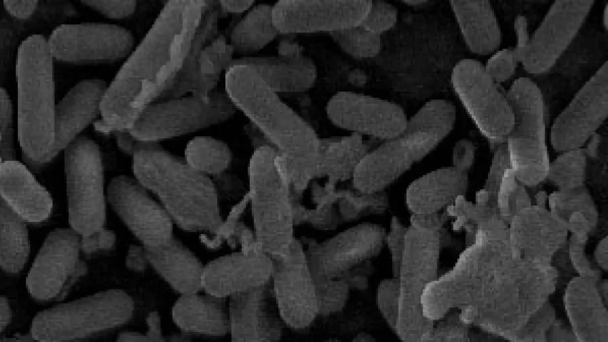 Investigadores bautizan con el nombre de Listeria valentina a una nueva especie aislada por primera vez en Valencia