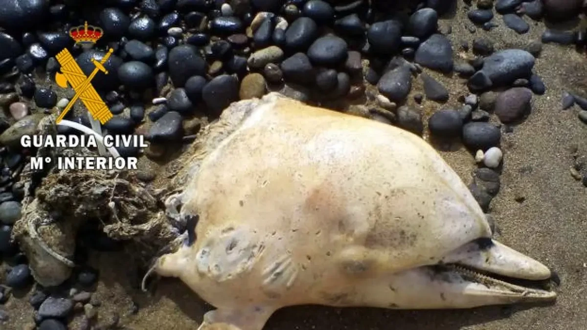 Continúa el hallazgo de delfines marcados a cuchillo en Almería, uno de ellos decapitado