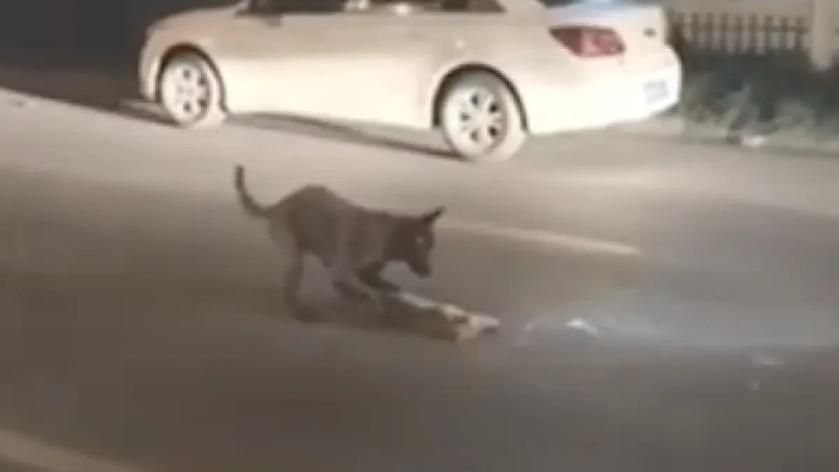 Un perro intenta 'despertar' y apartar de la carretera a un gato que acababa de ser atropellado por un coche