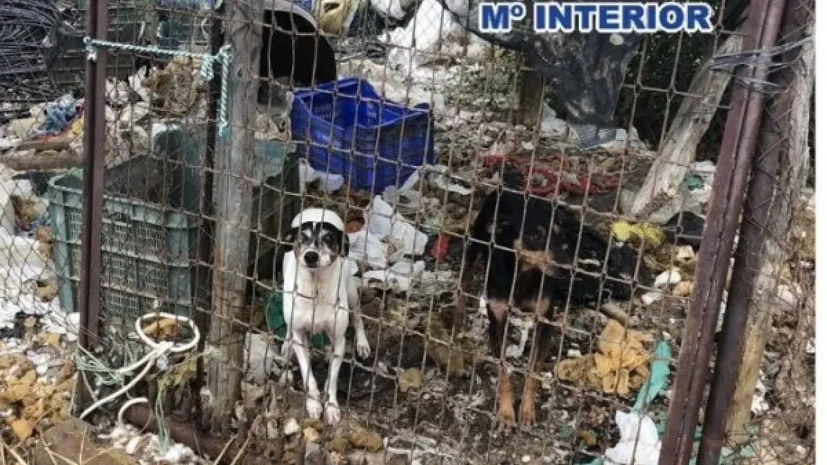 Valencia triplicará el importe de las multas por maltrato y abandono de mascotas