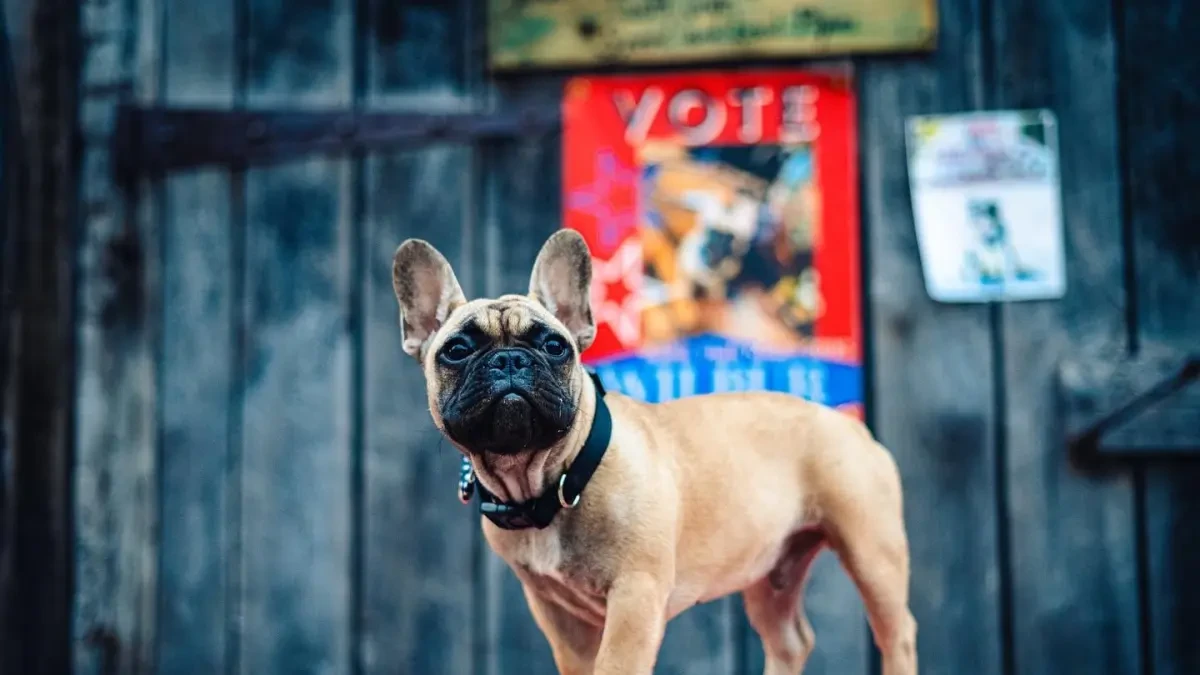 Wilbur, el perro que es alcalde de un pueblo de Kentucky