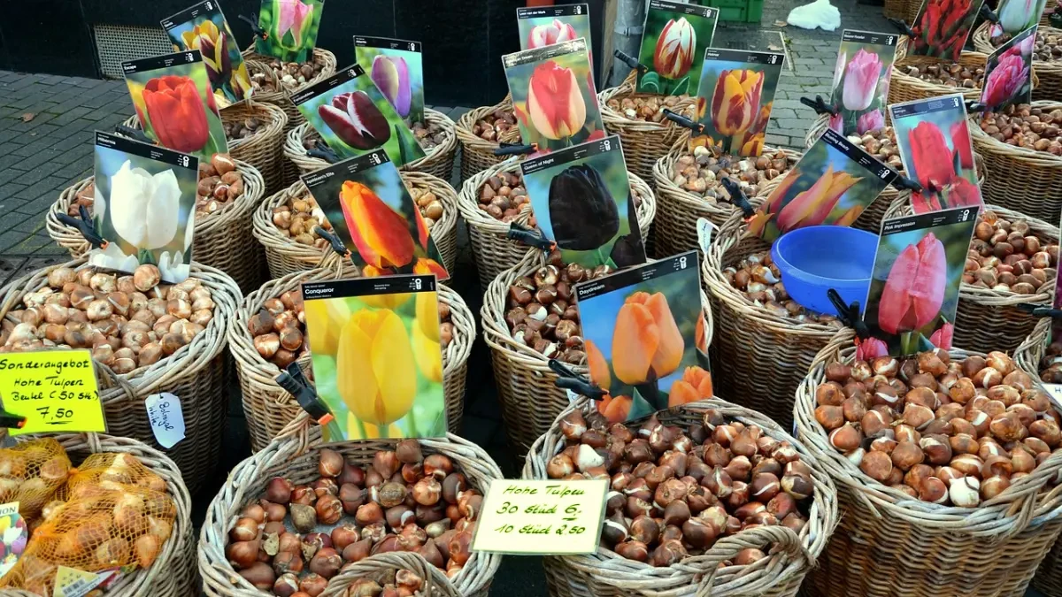 Cómo guardar y conservar los bulbos de las plantas durante el invierno para replantarlos en primavera