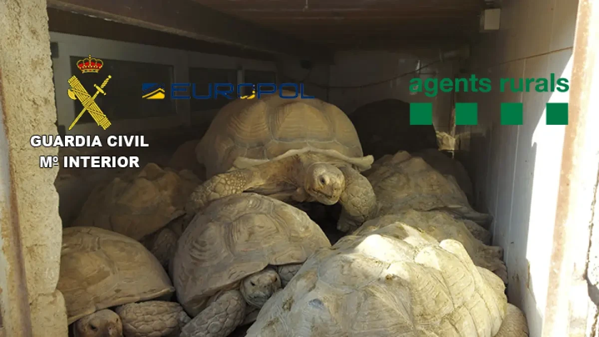 Desmontados dos grupos de furtivos que traficaban con 300 especies de reptiles de máxima protección internacional