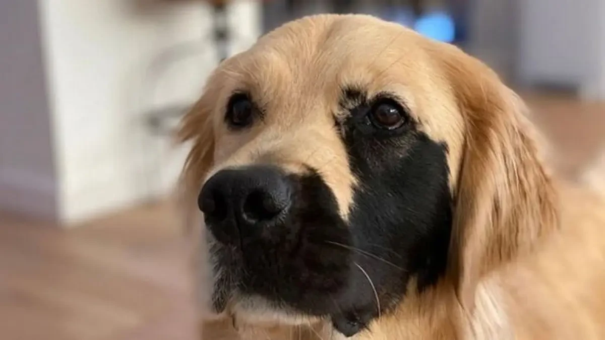 Enzo Viola, el adorable golden retriever con una rara mutación genética que se ha ganado el corazón de todos