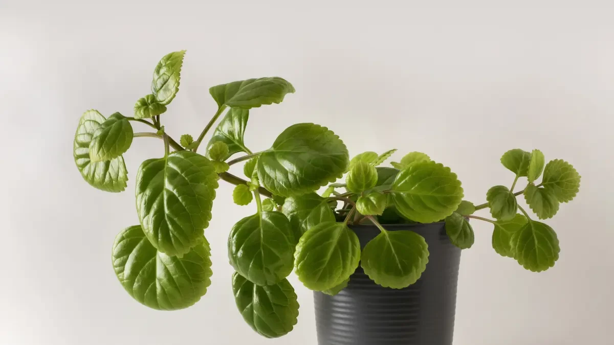 Cuidados de la planta del dinero: tipos de riego, época de cultivo y poda