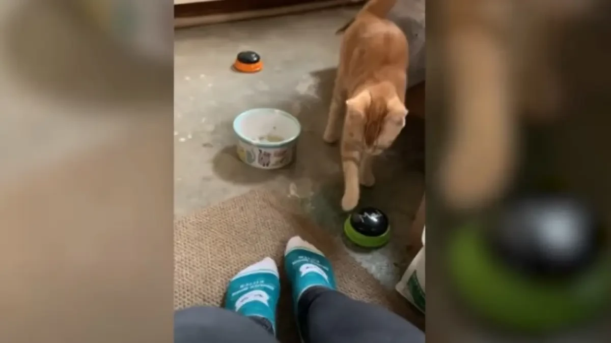 Un gato aprende a increpar a sus dueños gracias a las nuevas tecnologías
