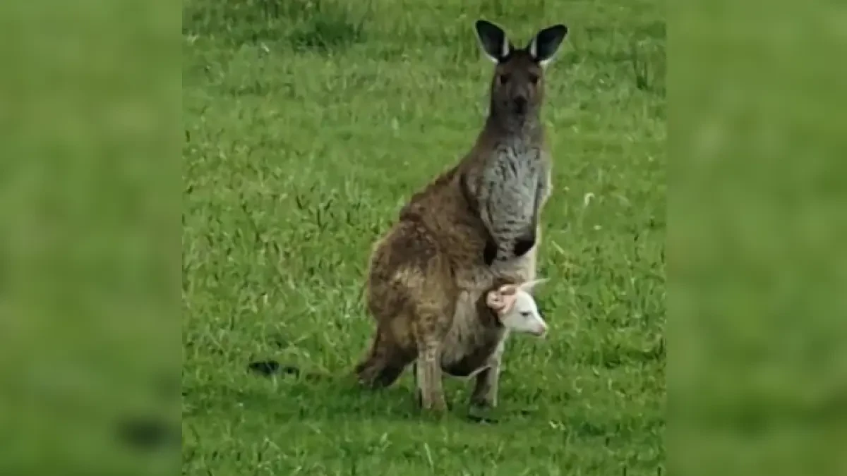 Un canguro da a luz a una cría albina en un parque natural, una singularidad que solo tienen una de cada 100.000
