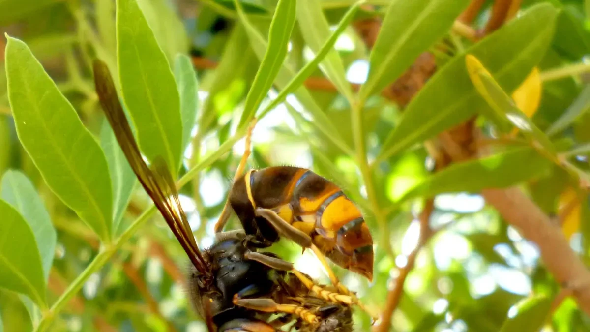 Detectan un nido de avispa asiática en el Parc Central del Poblenou de Barcelona
