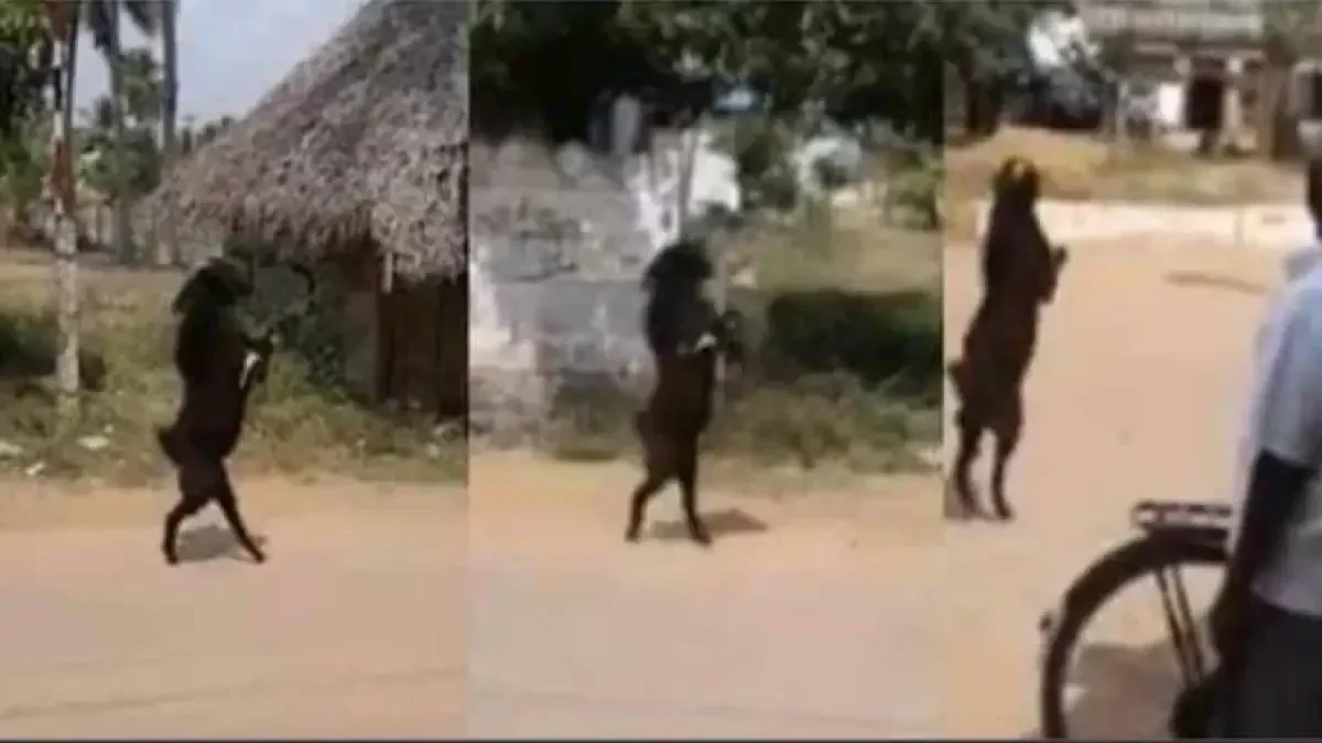 La cabra que camina sobre sus patas traseras para entrar en un poblado