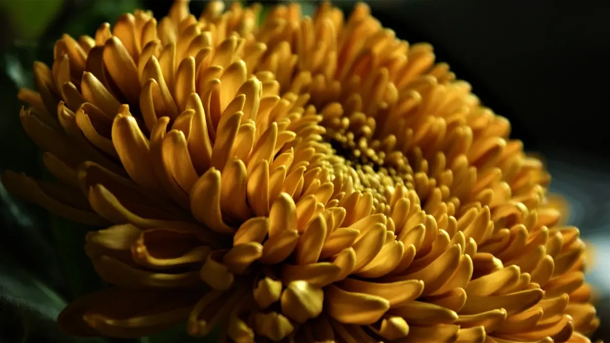 Hortensias, dalias, pensamientos... ocho plantas que también florecen en otoño