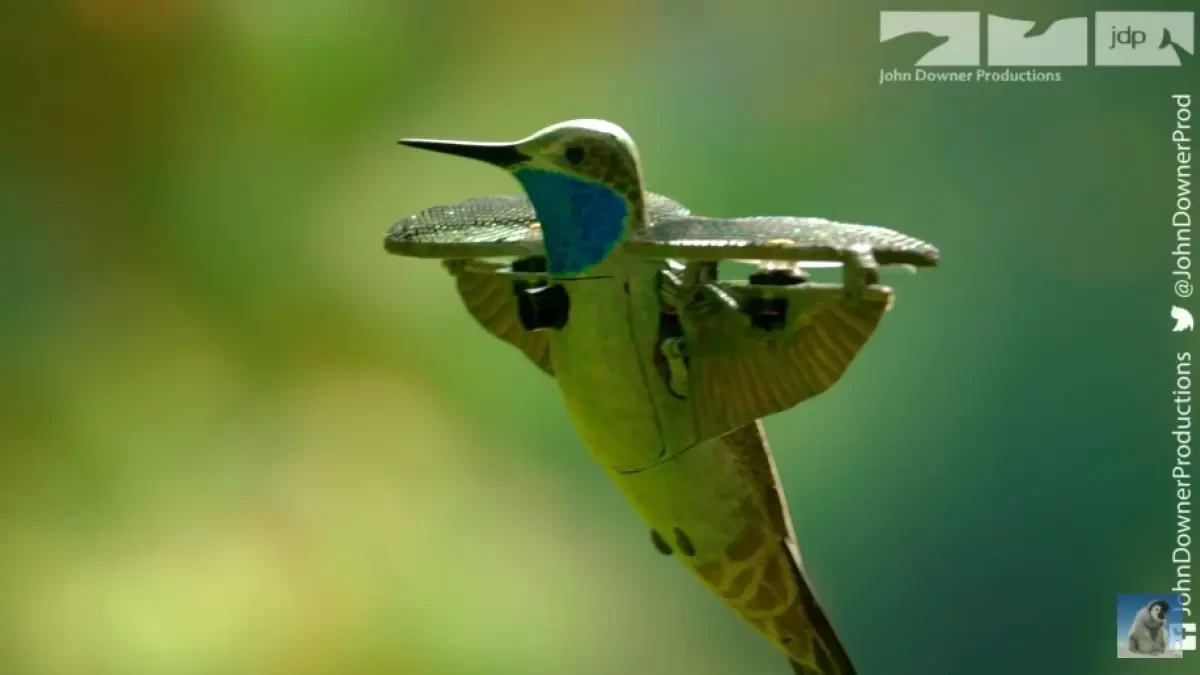 La cámara de un colibrí robot capta el momento en que miles de mariposas monarca alzan el vuelo