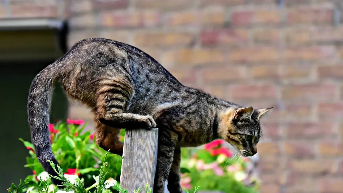 Tu gato te habla con la cola: ¿cuál es el significado de sus movimientos?