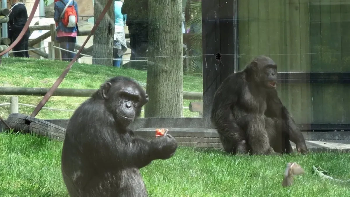 Una cuidadora del Zoo de Madrid se encuentra grave al ser atacada por un gorila