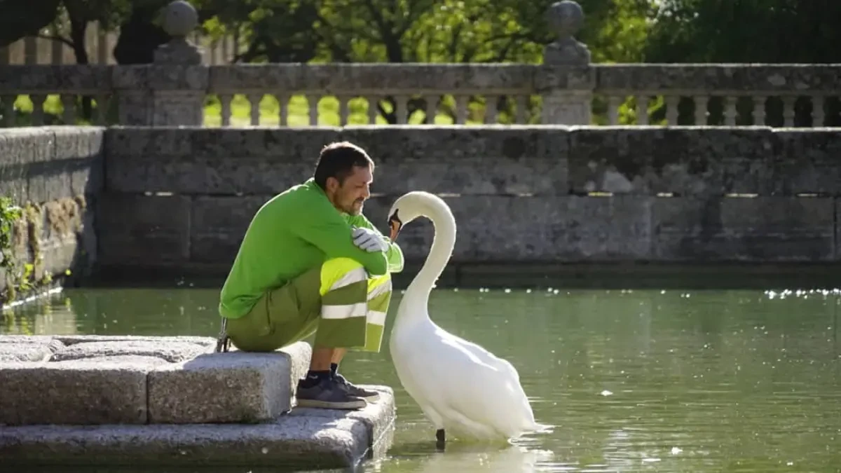 La bella historia de amor entre el cisne y el jardinero del Escorial llega a su fin un año después