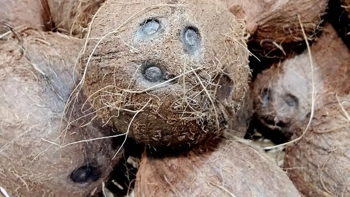 Científicos filipinos afirman que el aceite de coco destruye el virus de la COVID-19