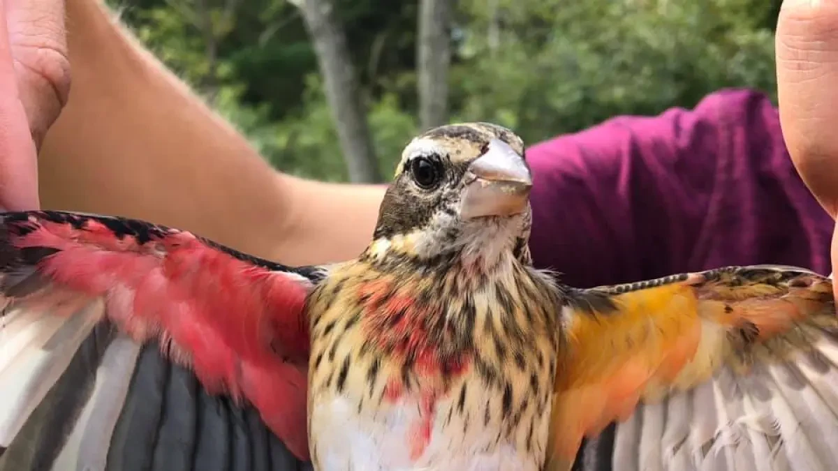 Encuentran un pájaro con la mitad de su cuerpo con características de macho y la otra mitad de hembra