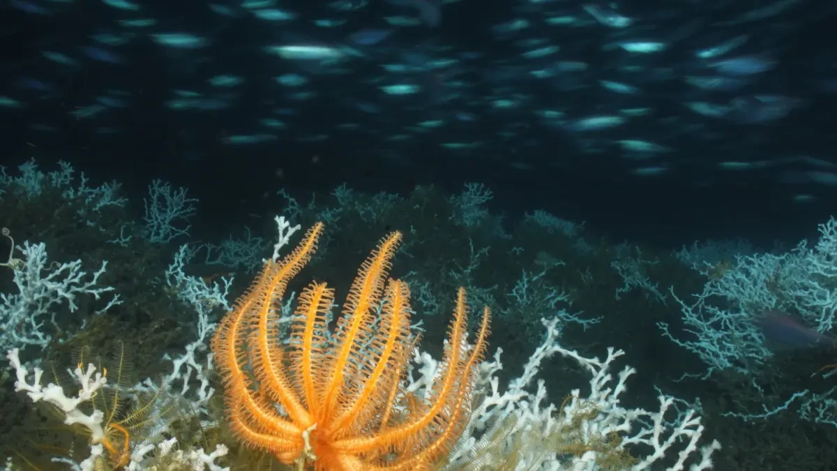 Disueltos como aspirinas: así es como la acidificación del océano está acabando con algunos de los seres más antiguos del planeta