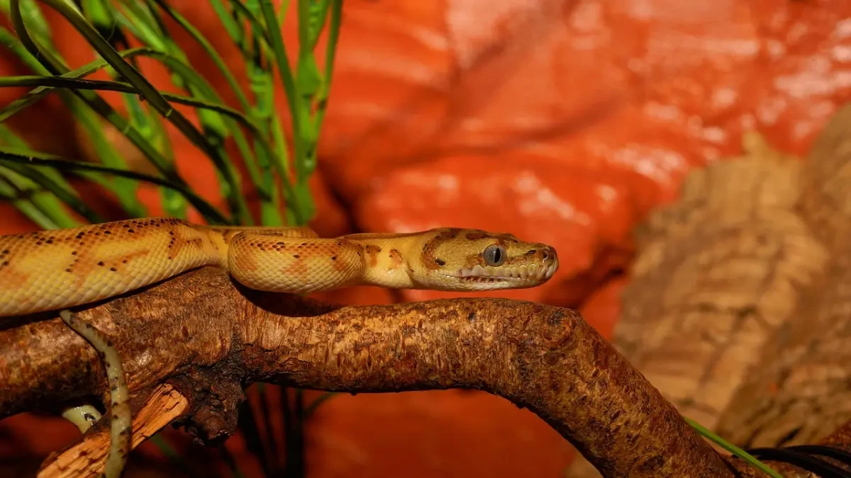 ¿Te gustaría una serpiente como animal de compañía? Todo lo que necesitas saber sobre sus cuidados esenciales
