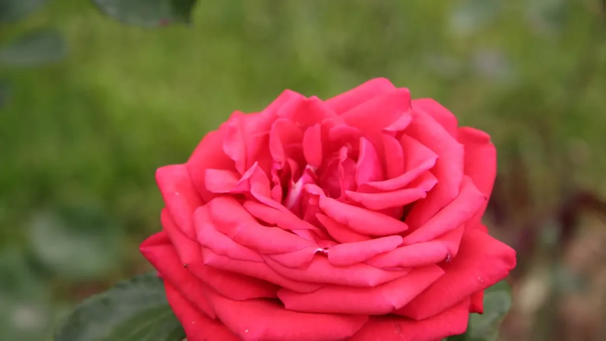 Otoño o invierno, ¿cuándo se deben plantar los rosales?