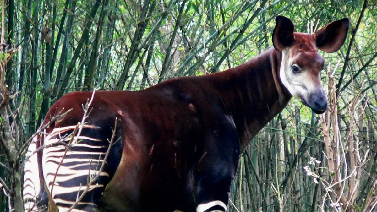 Nace un okapi en el zoo de Londres: ¿qué son? ¿Por qué están en peligro de extinción?