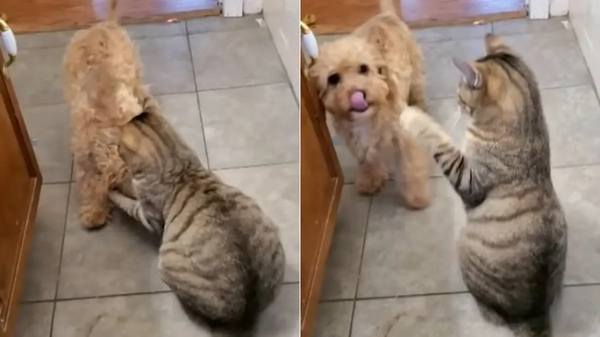 El divertido vídeo en el que un cachorro busca refuerzos en su 'pelea' con un gato