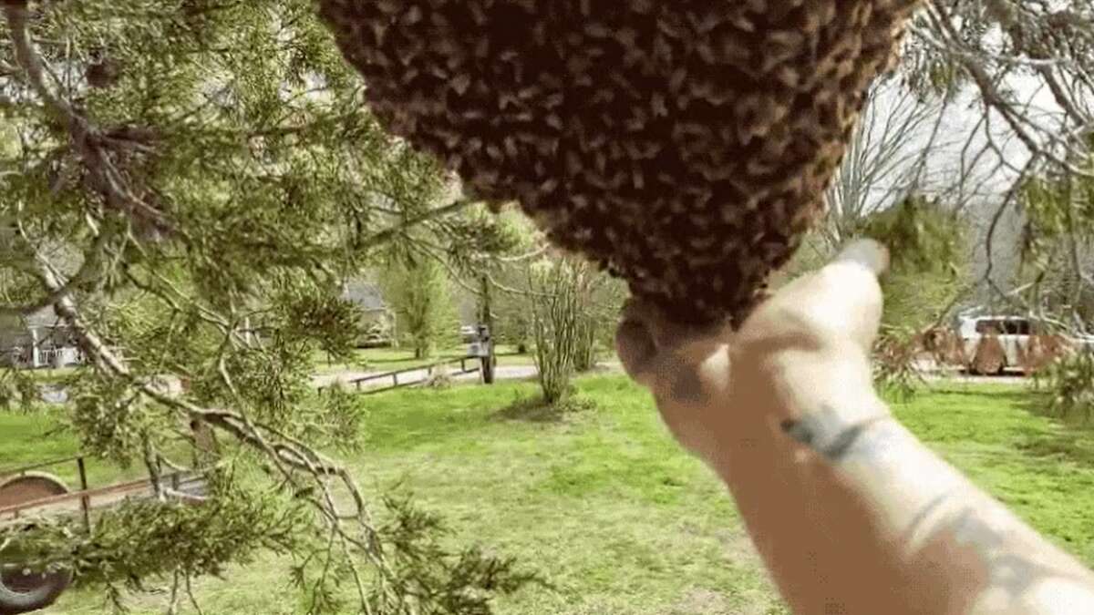 El vídeo de un apicultor moviendo un enorme enjambre de abejas con sus manos desnudas asombra a internet