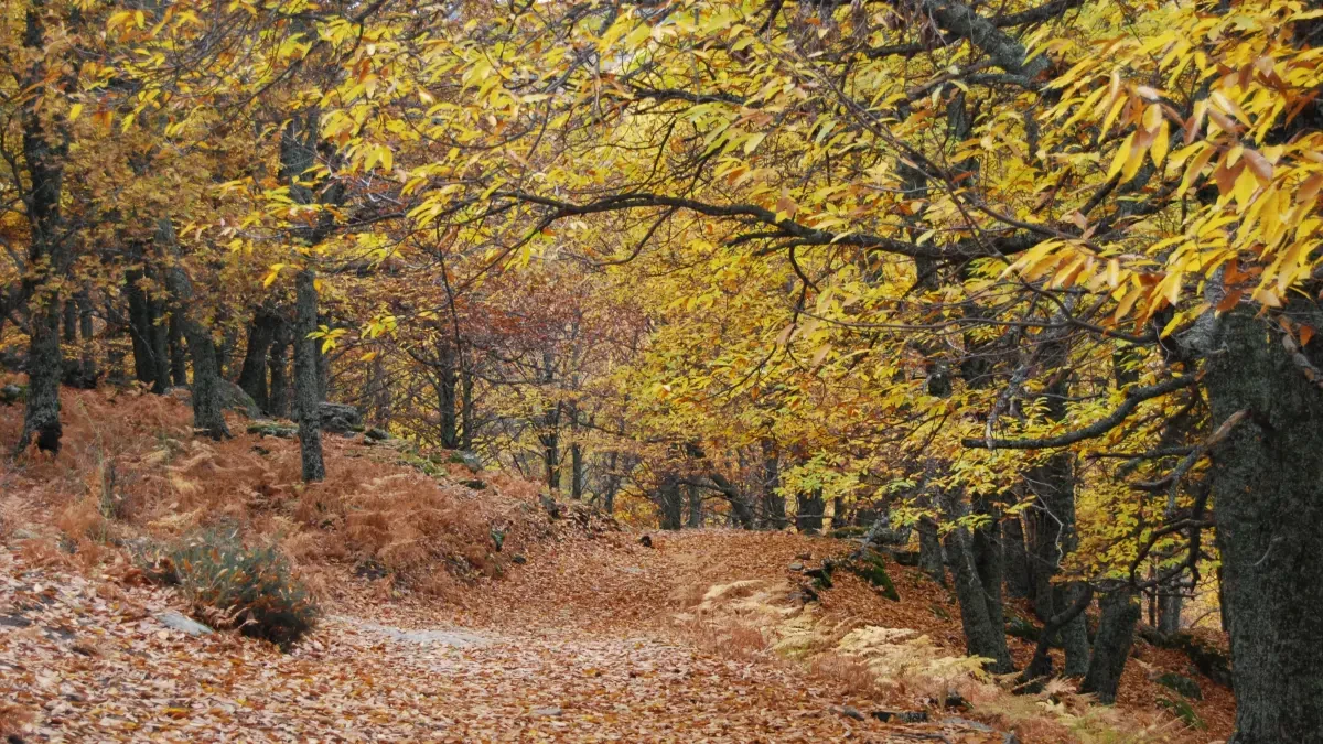 Lugares de España para visitar en otoño: paisajes llenos de color