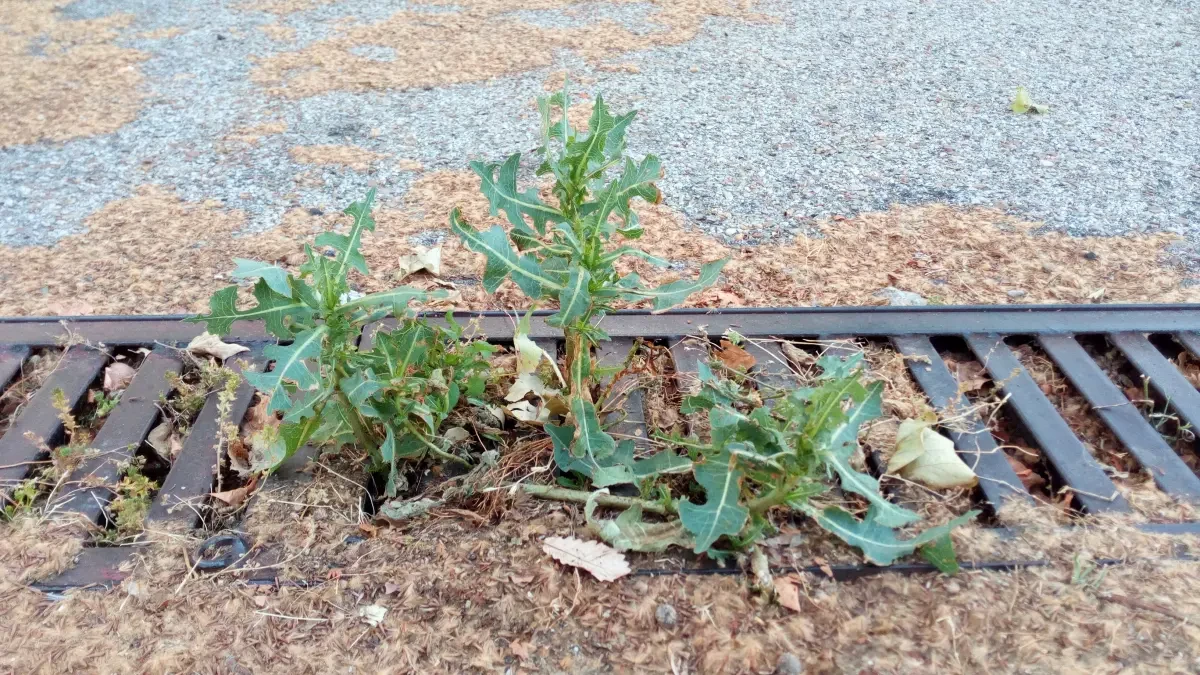 Damas de asfalto: la flora silvestre que surgió durante el estado de alarma