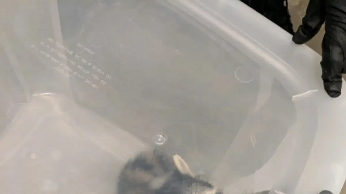 Detienen a un mapache cuando intentaba colarse en un avión: 