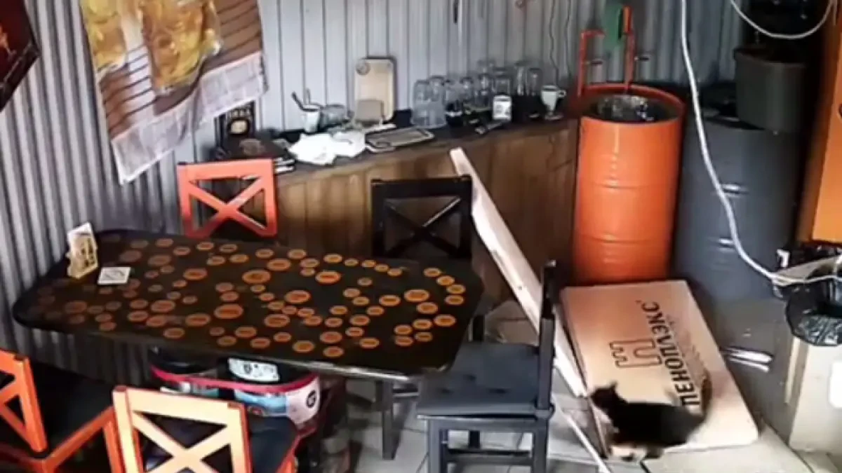Un gato callejero rompe el techo de un bar mientras intentaba colarse para buscar comida