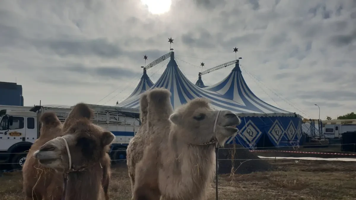 Francia prohibirá los espectáculos de circo con animales salvajes y la cría de visones para peletería