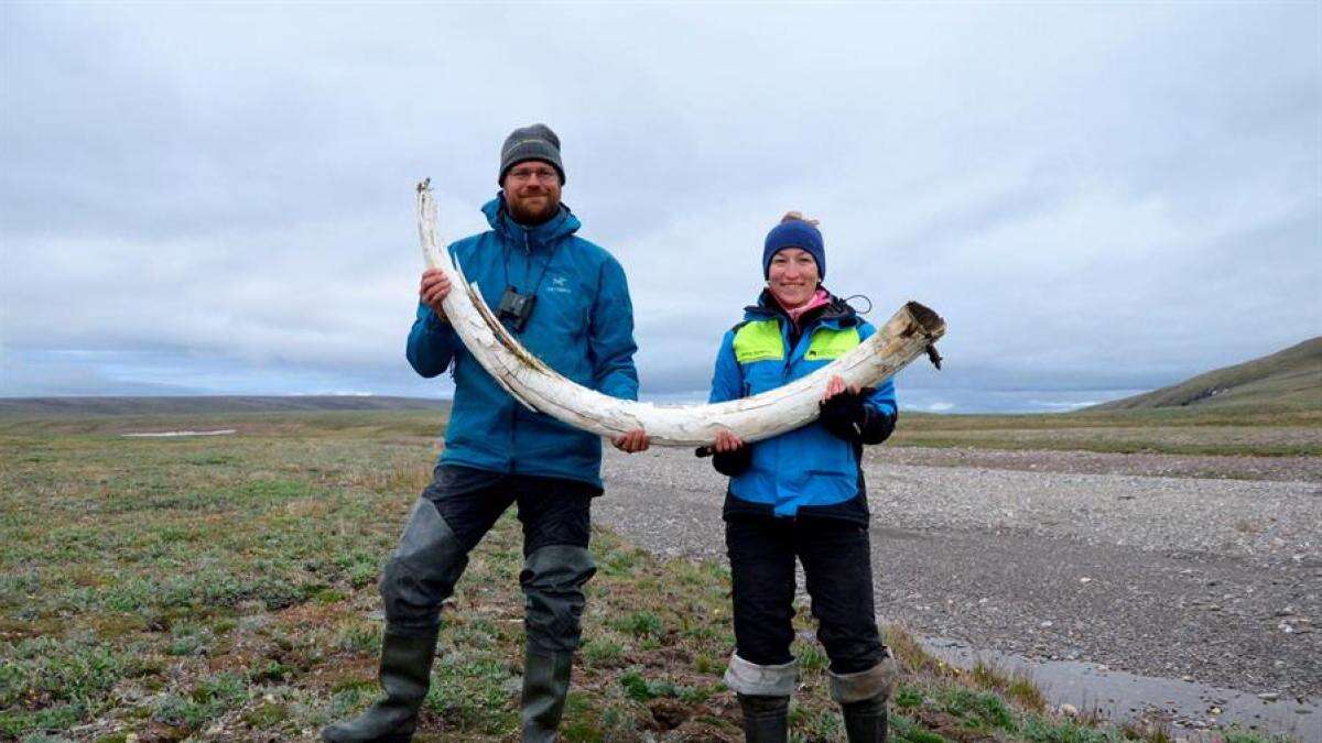 Un colmillo de hace un millón de años permite identificar a una posible nueva especie de mamut