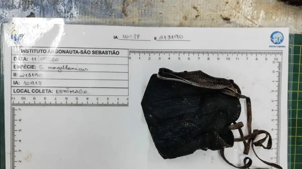 Por qué es peligroso no cortar las gomas de las mascarillas al tirarlas