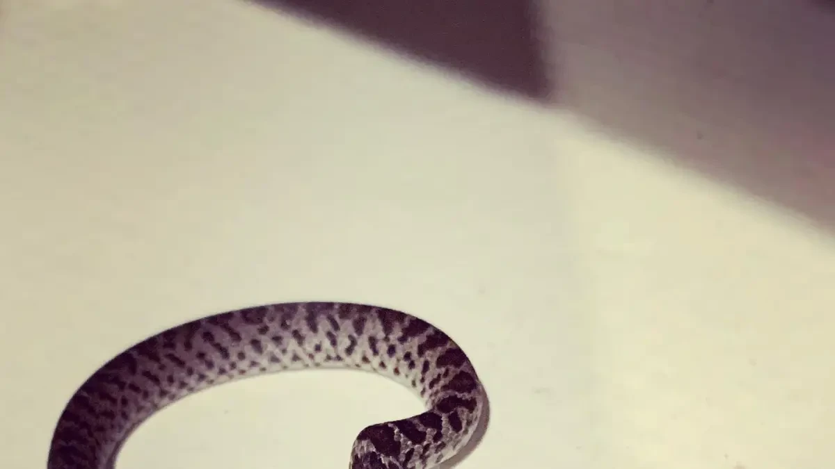 El gato de la familia les lleva a casa una serpiente... de dos cabezas