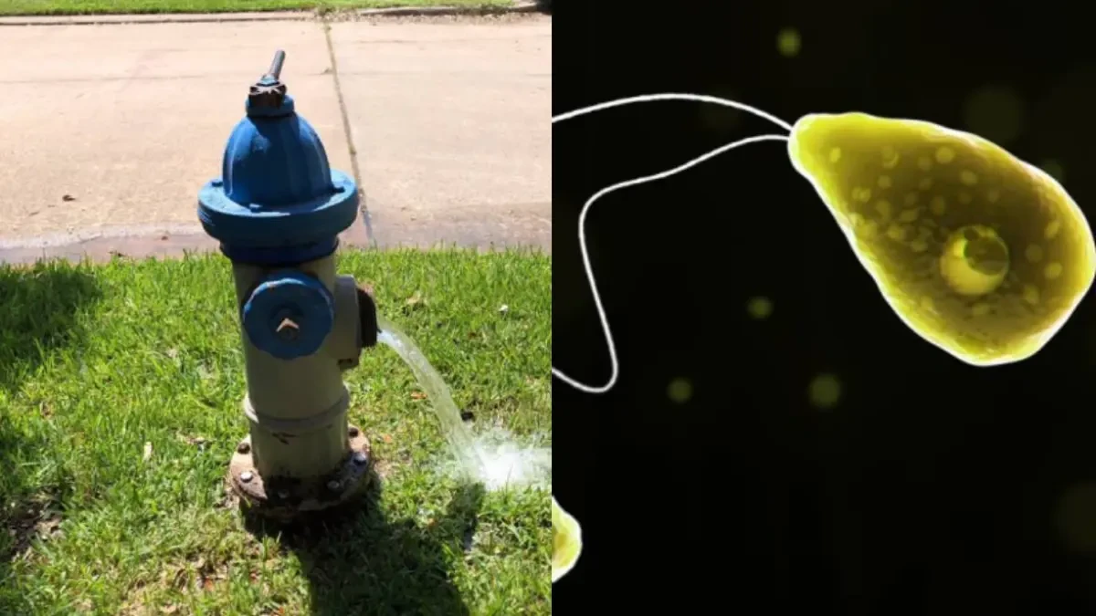 Alerta en ocho ciudades por la presencia de una ameba 'comecerebros' en el agua potable