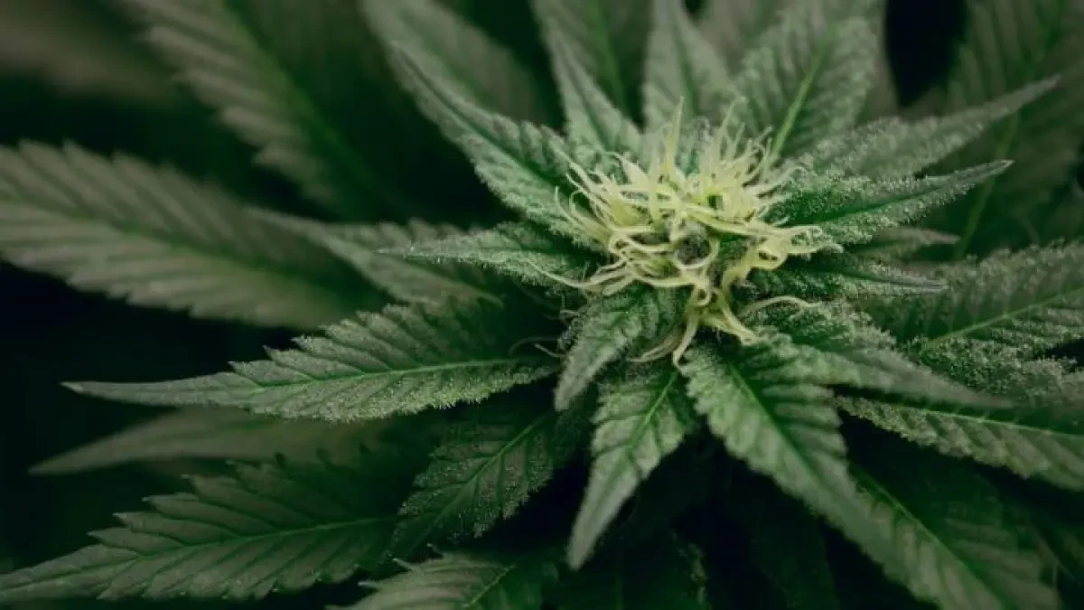 Un estudio demuestra que el cannabis reduce múltiples síntomas del Parkinson