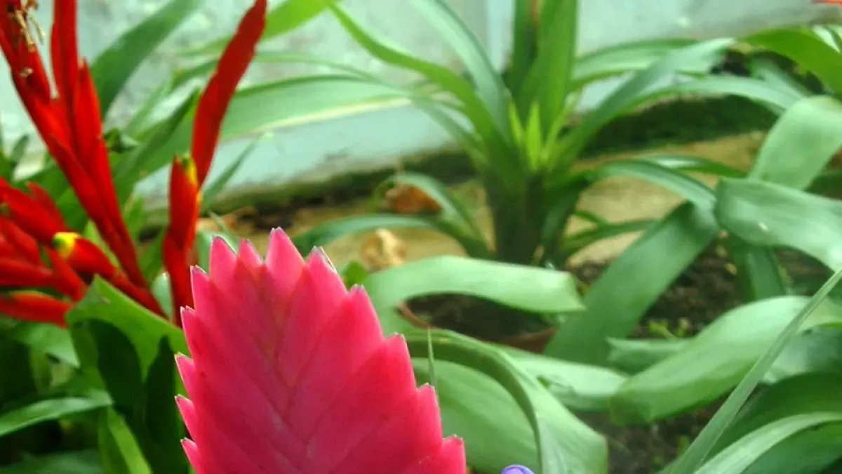 'Tillandsia cyanea' o pluma rosa, una planta espectacular que probablemente no conozcas