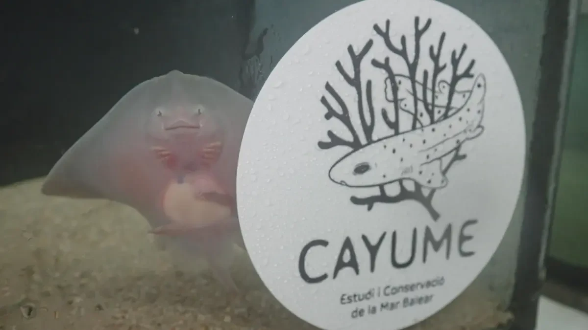 Nace en Mallorca el primer ejemplar de raya de un huevo recuperado de la pesca accidental