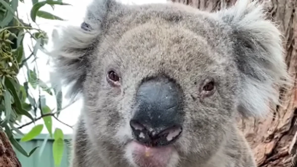 El agresivo recibimiento de un koala veterano a otro más joven en su refugio