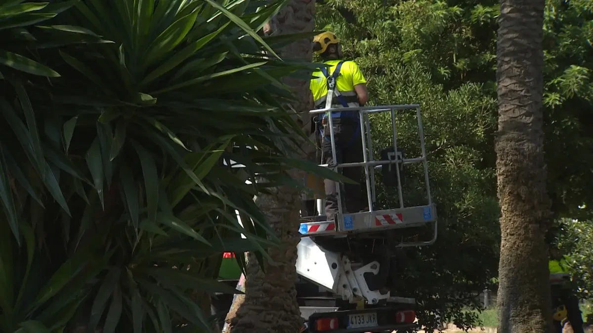 Barcelona auscultará las palmeras para evitar accidentes mortales como el del pasado agosto