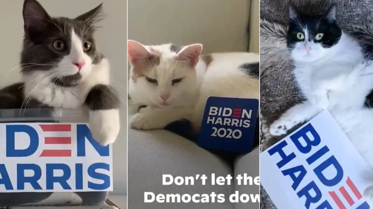 Los gatos entran en campaña en EE UU y piden el voto para Biden en un vídeo