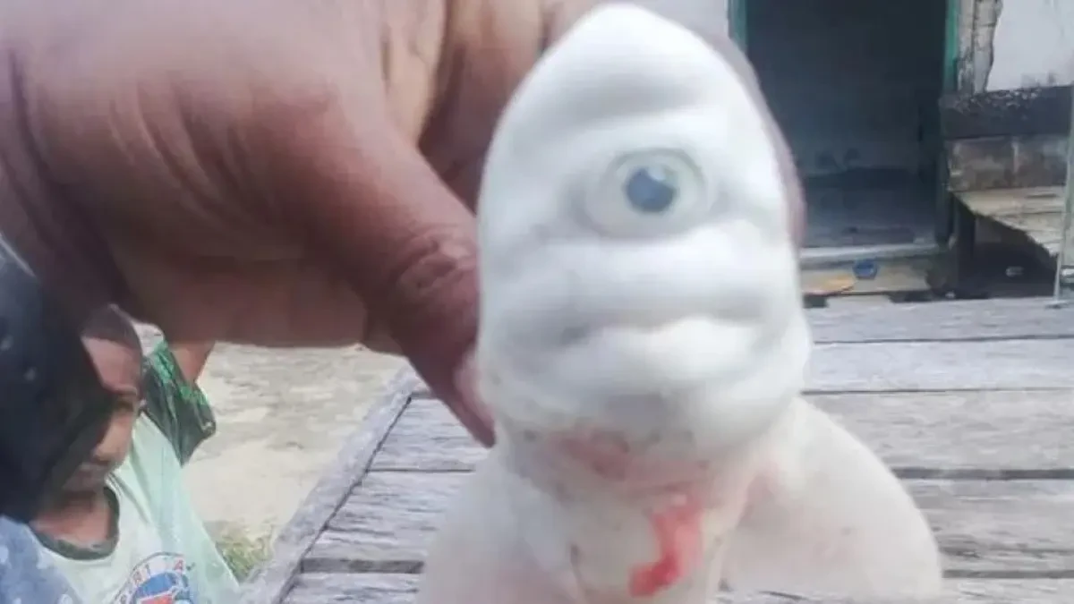 Descubren un extraño tiburón bebé albino con un solo ojo