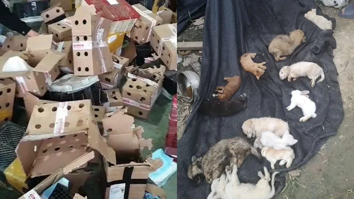 Hallan 5.000 gatos, perros, conejos y otros animales muertos en un servicio de paquetería en China