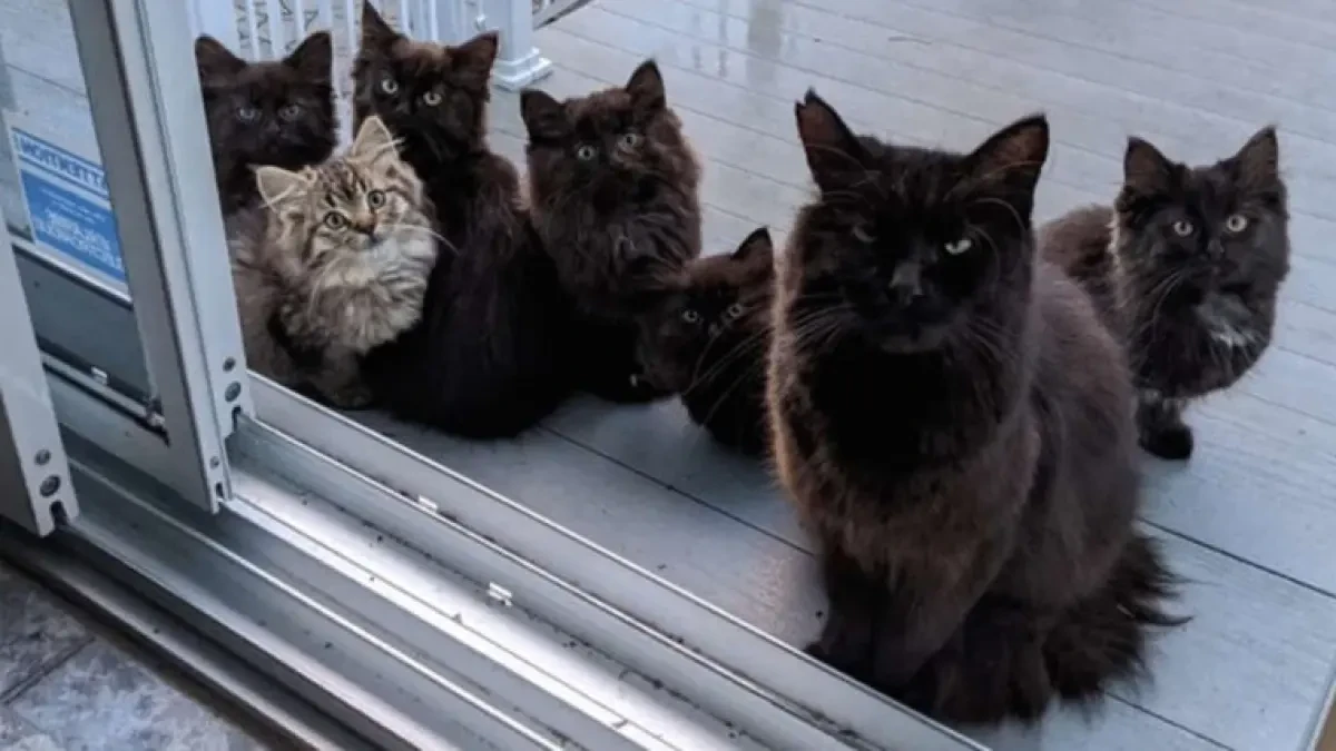 Una gata callejera lleva a sus crías a la casa de la mujer que le dio de comer mientras estaba embarazada