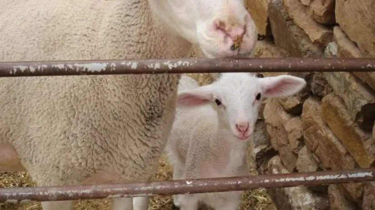 Qué es la brucelosis y cuáles son los síntomas de esta infección con origen en China
