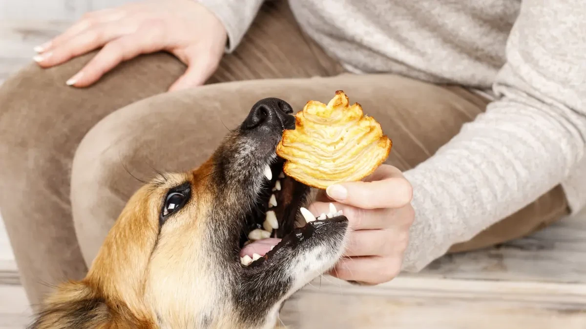 Uno de cada 300 perros y gatos desarrolla diabetes a lo largo de su vida