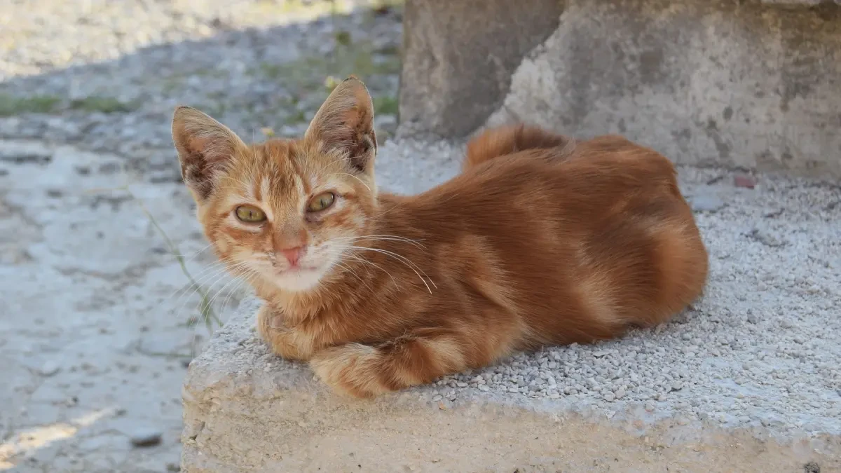 Multas de hasta 1.500 euros a quien alimente a gatos callejeros en Pinto sin autorización