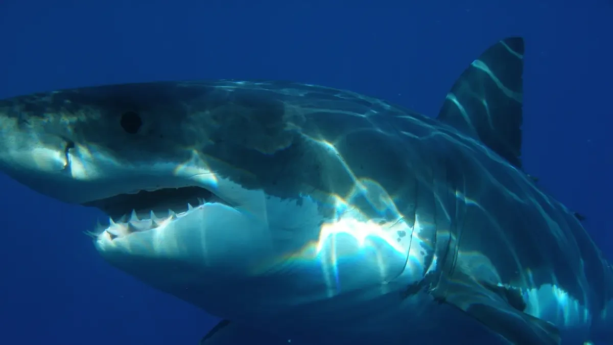 Descubren a la 'Reina del Océano', un enorme tiburón blanco al que estudian para monitorearlo